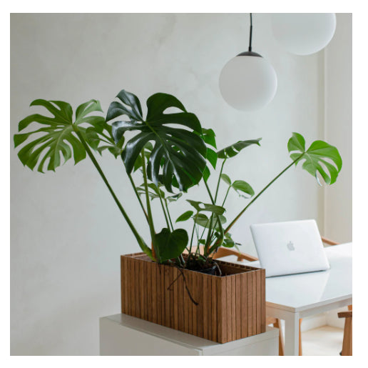 GrowWide planter - Squarely 